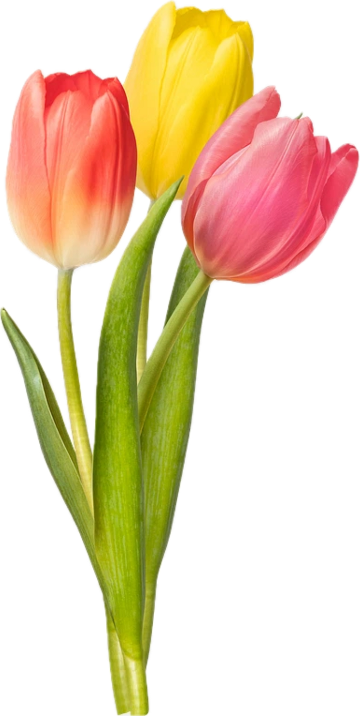 Bouquet of tulips