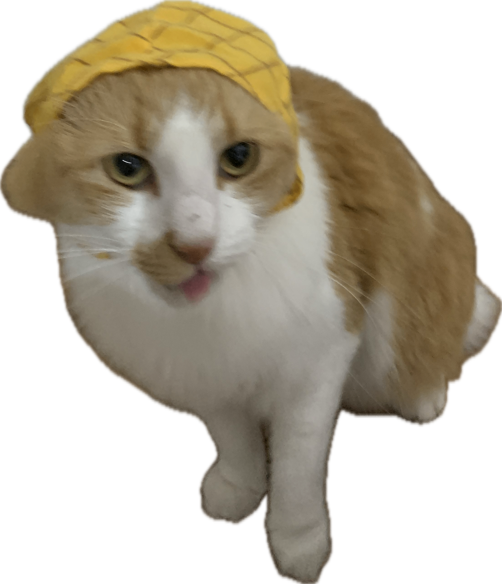 Judy's cat wearing a yellow hat